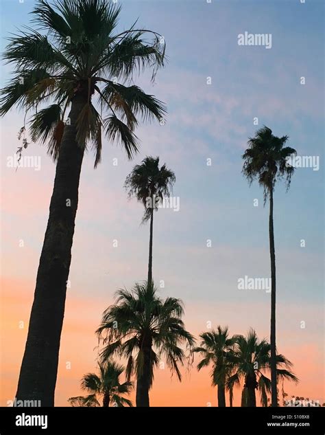 Palm trees and sunset Stock Photo - Alamy