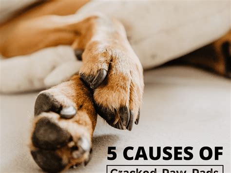 What Causes Cracked Dog Paws