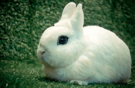 The Dwarf Hotot Rabbit - Complete Guide