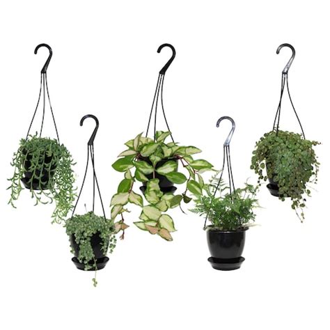 Foliera 8 Inch Pothos Ouse Plant In Hanging Basket The Home Depot Canada