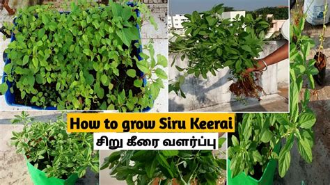 How To Grow Keerai At Home Health Benefits Of Keerai Siru Keerai How To