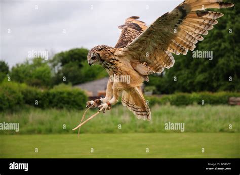 Swooping Owls Hi Res Stock Photography And Images Alamy