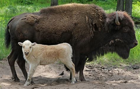 Newborn animals galore: Bison, maras, Watusi cow among additions at ...