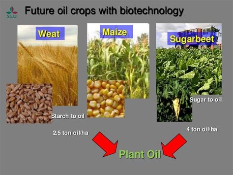 Industrial Oil Crops Supplying the Chemical Industry