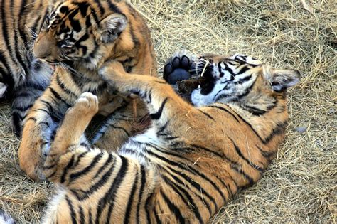 Sumatran Tiger Cubs