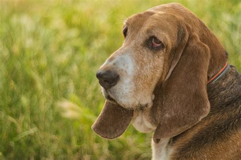 What's The Bite Force of a Basset Hound & Does It Hurt?