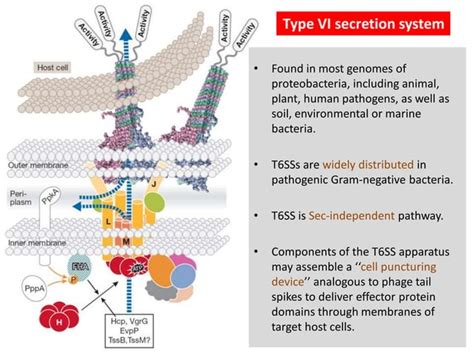 Secretion Systems Of Bacteria