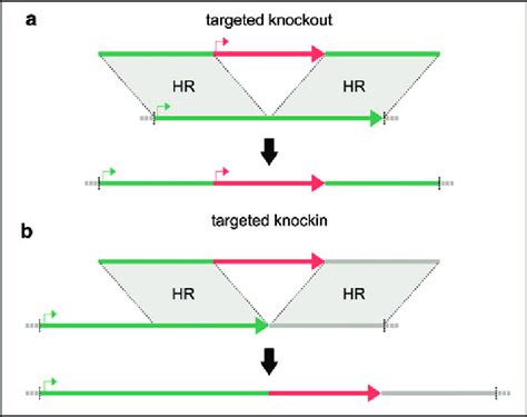 Two Principles Of Gene Targeting By Homologous Recombination Inspired