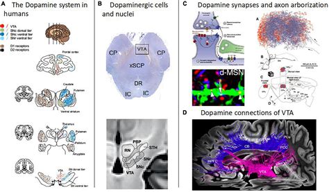 Frontiers Magnetic Resonance Imaging Of The Dopamine System In