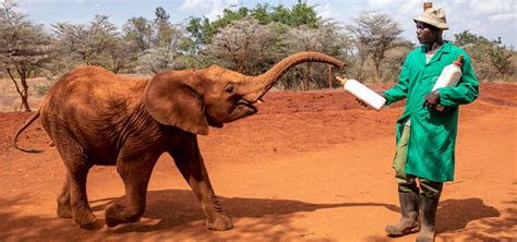 Daphne Sheldrick Elephant Orphanage Day Trip Kana Safaris