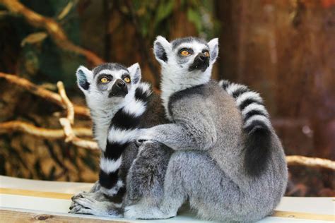 Lemur Photos, Download The BEST Free Lemur Stock Photos & HD Images