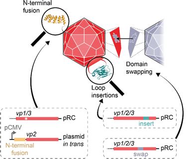 Rational Engineering Of The Aav Capsid Peptides Or Small Protein