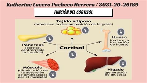 Función Del Cortisol