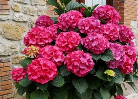 HORTENSIA Planta y Flor Características usos y beneficios