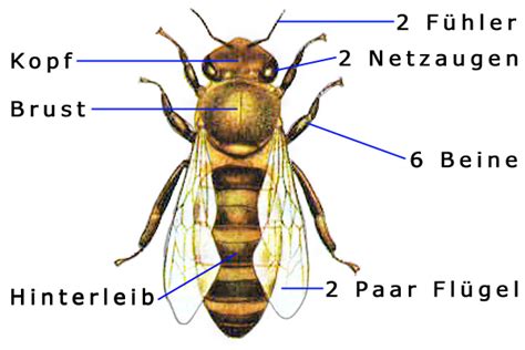 Biene Kiwithek