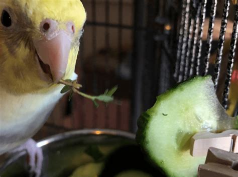 Cockatiel Lifespan In The Wild Vs. Captivity - CaringForFeathers