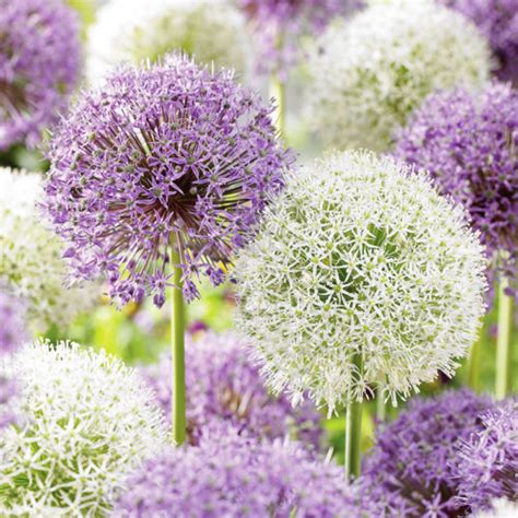 Complete Guide To Growing Allium Allium Care Bulb Blog