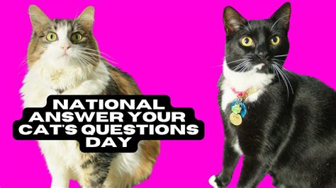 National Answer Your Cat S Questions Day Cats Holidays Comedy YouTube