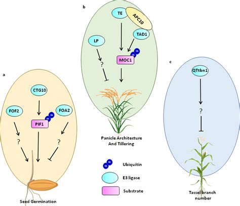 Function And Substrates Of Different E3 Ligases Involved In Plant Download Scientific Diagram