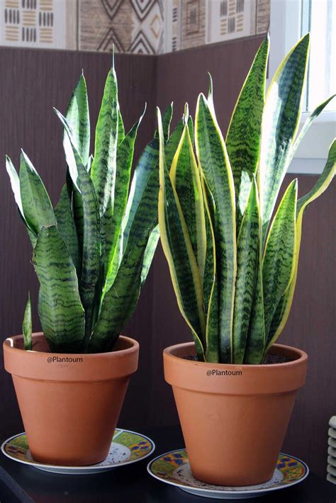 Sansevieria Trifasciata Laurentii Zeylanica Plant Structure