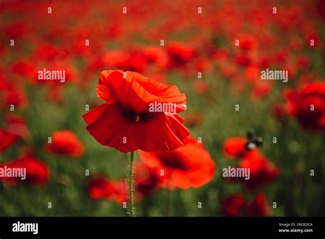 Campo de flores de amapola Día de Anzac Memoria histórica de la