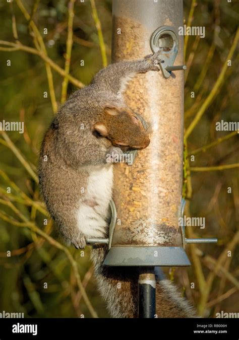 Bird Food In Feeder Hi Res Stock Photography And Images Alamy