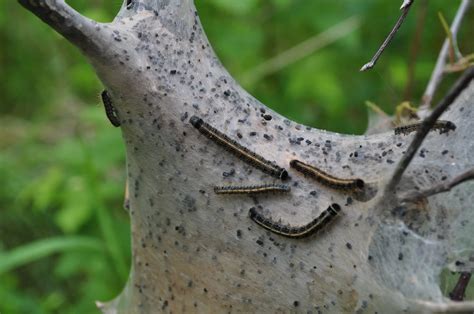 Randy Nelson Eastern Tent Caterpillar The Mighty 790 Kfgo Kfgo