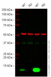 Pre Made Human B M Beta Microglobulin Knockout Hek T Cell Line