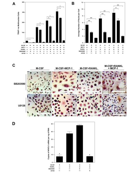 Multinucleation And Nfatc Induction Are Dependent On Mek Signaling