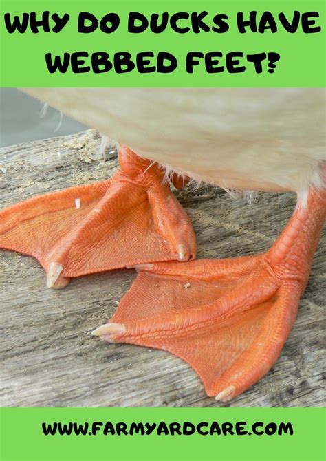 An Orange Fish With The Words Why Do Ducks Have Webbd Feet On It