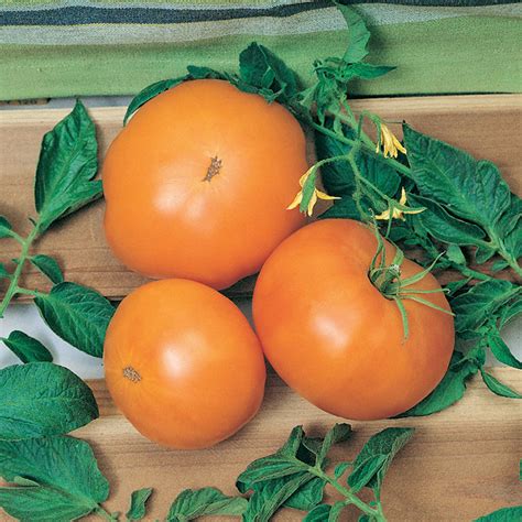 Tomato Dr Wyche S Yellow Heirloom Tomato Seeds Totally Tomatoes