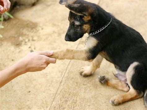 Come Insegnare Al Cane A Dare La Zampa Guida Semplice E Pratica