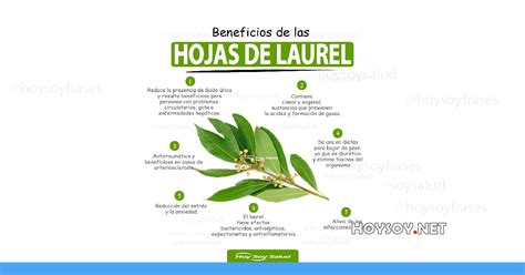 Beneficios Y Propiedades Saludables De La Hoja De Laurel Revista Digital