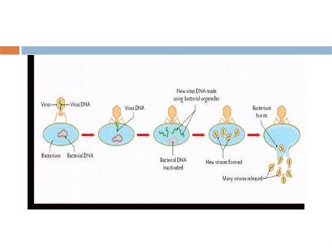 Viral replication | PPT