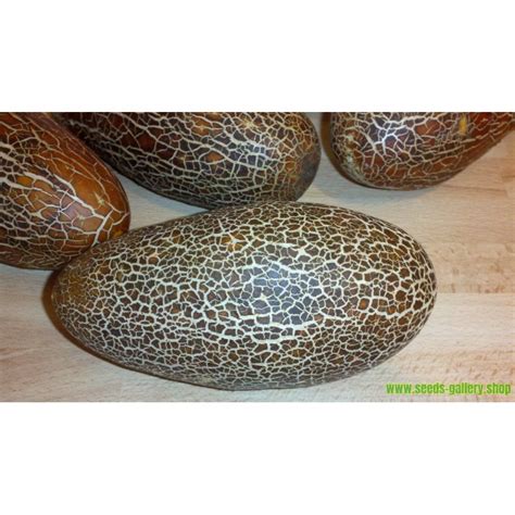 Sikkim Cucumber Seeds - Price €1.55