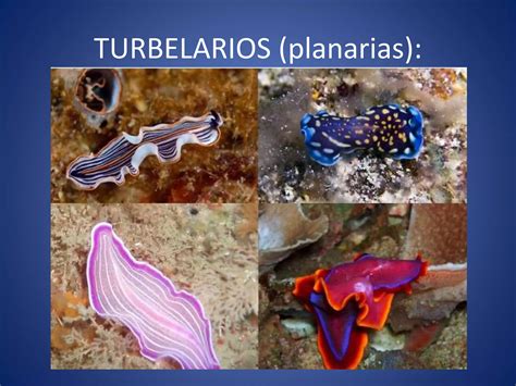 Invertebrados Ii Anelidos Platelmintos Y Nematodos Ppt