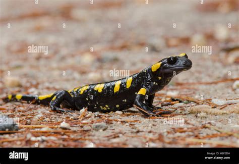 Salamandre feu européen Salamandra salamandra longirostris Salamandra