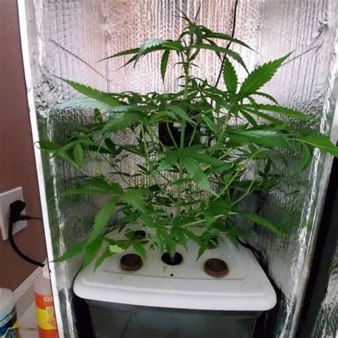 Msnl Bubblegum Autoflower Grow Diary Journal Week By Lljavelin