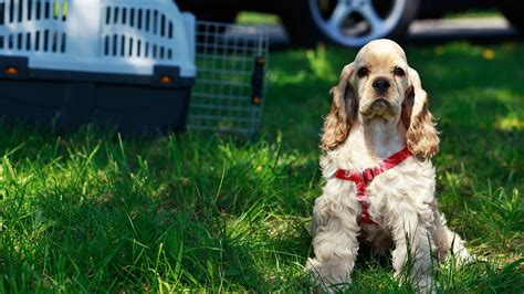 Atados En Jaula O Sueltos Cuál Es La Manera Correcta De Viajar En Auto Con Las Mascotas Infobae