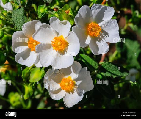 White Rockrose Flower In Mediterranean Spring Cistus Salviifolius