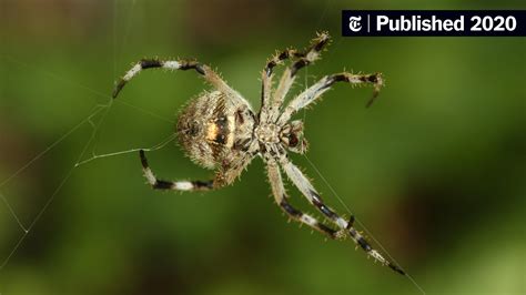 Spider Silk Is Stronger Than Steel. It Also Assembles Itself. - The New ...