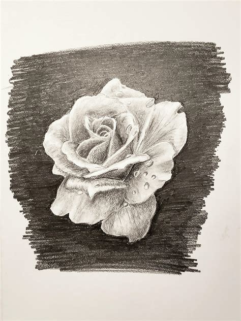 Rose sketch : r/pencilart