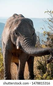 African Elephant Tusks South Africa Stock Photo 1478815316 | Shutterstock