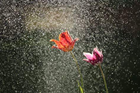 Free Photo Two Tulip Flowers In Rain