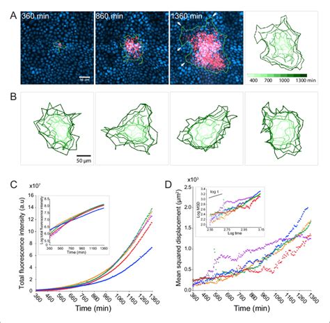 L Monocytogenes Spreads Anisotropically Through A Polarized Confluent