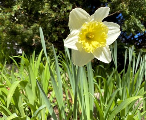 Spring Daffodil Scrolller