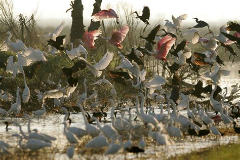 Free picture: flock, various, water, birds, roseate spoonbills, white ...