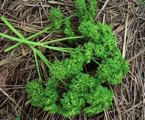 Curly Parsley Plant