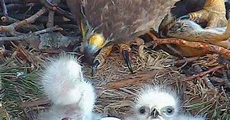 Watch An Adorable Baby Red Tailed Hawk Hatch Live On Nest Cam WIRED