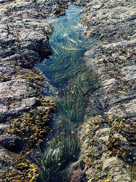 «Tide Pool In Intertidal Zone» del colaborador de Stocksy «Rialto ...